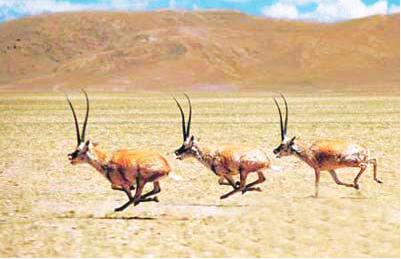 西藏启动第二次野生植物调查 36种野生植物为调查对象