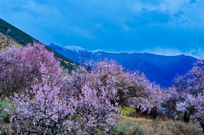 西藏桃花