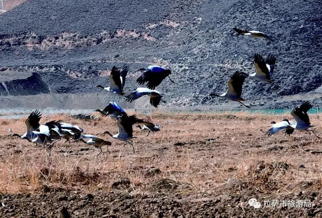 西藏拉萨黑颈鹤