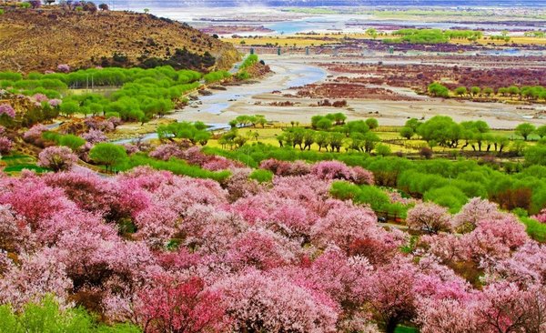 西藏旅游林芝桃花节旅游线路